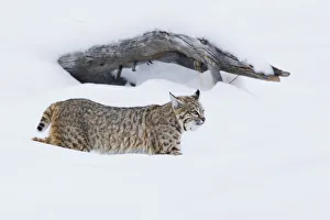 <b class=qtipBold><figcaption>Bobcat; Hunting in Deep Snow</figcaption></b><br><em>© Ken Archer / DanitaDelimont.com</em> Bobcat; Hunting in Deep Snow