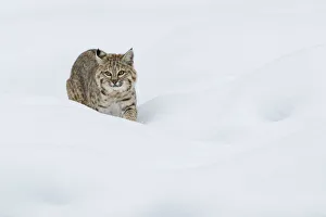 <b class=qtipBold><figcaption>Bobcat; Stalking in deep snow</figcaption></b><br><em>© Ken Archer / DanitaDelimont.com</em> Bobcat; Stalking in deep snow