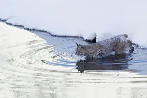 <b class=qtipBold><figcaption>Bobcat; a winter river crossing</figcaption></b><br><em>© Ken Archer / DanitaDelimont.com</em> Bobcat; a winter river crossing