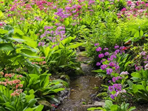 Very boggy quarry garden with giant Candelabra primroses, Primula x bulleesiana hybrid Very boggy quarry garden with giant Candelabra primroses, Primula x bulleesiana hybrid