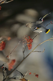 A Bohemian Waxwing (Bombycilla garrulus) perched on a branch while feeding on Mountain A Bohemian Waxwing (Bombycilla garrulus) perched on a branch while feeding on Mountain