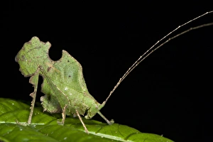 Bolivar's Katydid (Typophyllum bolivari) Male, Yasuni National Park, Amazon Rainforest Bolivar's Katydid (Typophyllum bolivari) Male, Yasuni National Park, Amazon Rainforest