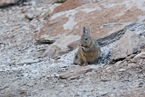 Bolivia, Atacama Desert, viscacha or vizcacha. This rodent is found in rocky areas in Bolivia, Atacama Desert, viscacha or vizcacha. This rodent is found in rocky areas in