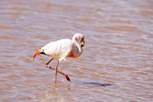 Bolivia, Laguna Colorada, Red Lake, Eduardo Avaroa Andean Fauna National Reserve James Bolivia, Laguna Colorada, Red Lake, Eduardo Avaroa Andean Fauna National Reserve James