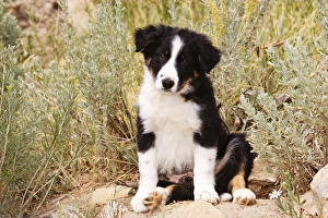 Border Collie Puppy sitting on rock looking at the camera Border Collie Puppy sitting on rock looking at the camera