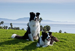 Two Border Collies on a hill of green grass overlooking the Pacific Ocean Two Border Collies on a hill of green grass overlooking the Pacific Ocean