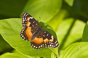 Bordered Patch (Chlosyne lacinia) butterfly sunning on leaf, south Texas, USA, September Bordered Patch (Chlosyne lacinia) butterfly sunning on leaf, south Texas, USA, September