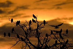 Botswana, Nxai Pan National Park. Black Kites (Milvus migrans) resting in tree at sunset Botswana, Nxai Pan National Park. Black Kites (Milvus migrans) resting in tree at sunset