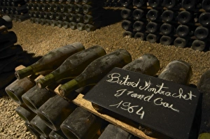 Bottles of Batard Montrachet Grand Cru 1964 Burgundy wine with the appellation written Bottles of Batard Montrachet Grand Cru 1964 Burgundy wine with the appellation written