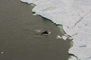 bowhead whale, Balaena mysticetus, swimming in the Chuckchi Sea, off shore from Point Barrow bowhead whale, Balaena mysticetus, swimming in the Chuckchi Sea, off shore from Point Barrow