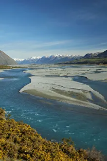 Braided streams of the Rakaia River, and gorse in flower, Mid Canterbury, South Island Braided streams of the Rakaia River, and gorse in flower, Mid Canterbury, South Island