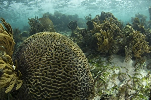 A brain coral is seen as part of a coral outgrowth in shallow blue water off the Isle of A brain coral is seen as part of a coral outgrowth in shallow blue water off the Isle of