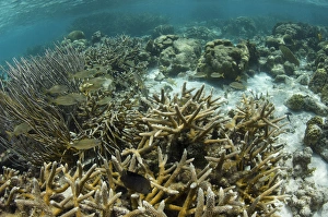 Branched Finger Coral (Porites porites) forma furcata & French Grunt (Haemulon flavolineatum) Branched Finger Coral (Porites porites) forma furcata & French Grunt (Haemulon flavolineatum)