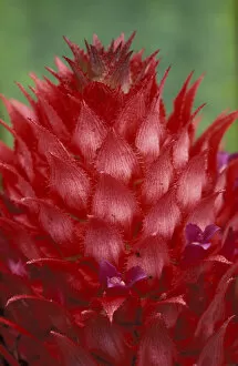 Images Dated 31st August 2003: Brazil, Amazon Region. Wild Pineapple Bromeliad. (Ananas bracteatus)