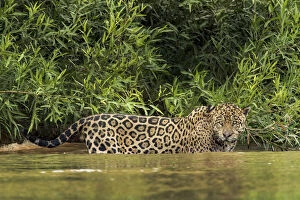 Brazil, Pantanal. Wild jaguar standing in river water