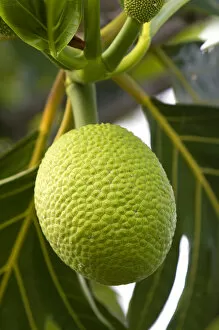 Images Dated 25th December 2007: Breadfruit on a tree on the Big Island of Hawaii