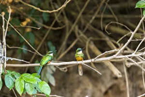 A breeding pair of green-tailed jacamars rest together along a river in the Brazilian A breeding pair of green-tailed jacamars rest together along a river in the Brazilian