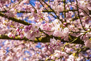 Bremerton, Washington. Bright pink cherry blossoms in full bloom with a bold blue