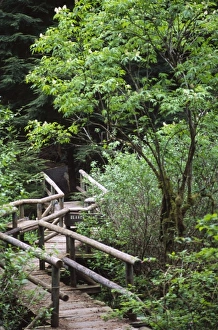 Bridge on the Trail to Shi Shi Beach, Olympic National Park, Washington, US Bridge on the Trail to Shi Shi Beach, Olympic National Park, Washington, US