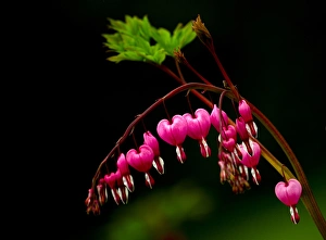 A bright bleeding heart flower against a dark background A bright bleeding heart flower against a dark background