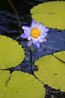A bright purple water lily on the waters of Lake Barrine, The Atherton Tablelands