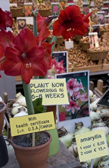Bright red Amaryllis plant showing health certificate for US travel with bulbs in Bright red Amaryllis plant showing health certificate for US travel with bulbs in