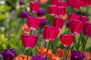 <b class=qtipBold><figcaption>Bright spring tulips</figcaption></b><br>Bright spring tulips.<br><em>© Cindy Miller Hopkins / DanitaDelimont.com</em> Bright spring tulips