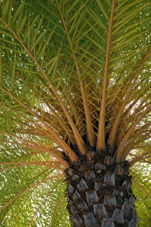 British Virgin Islands, Scrub Island. Palm tree at the Scrub Island Resort, Spa & Marina British Virgin Islands, Scrub Island. Palm tree at the Scrub Island Resort, Spa & Marina