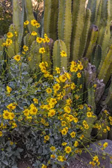 Brittlebush wildflower and Organ Pipe Cactus, Desert Botanical Gardens, Phoenix, Arizona Brittlebush wildflower and Organ Pipe Cactus, Desert Botanical Gardens, Phoenix, Arizona
