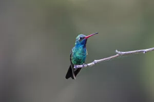 Blue Tailed Hummingbird Collection: Broad-billed Hummingbird (Cynanthus latirostris) male perched