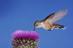 Blue Tailed Hummingbird Collection: Broad-tailed Hummingbird, Selasphorus platycercus, female in flight feeding on Musk Thistle
