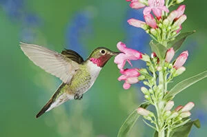 Broad Tailed Hummingbird Collection: Broad-tailed Hummingbird, Selasphorus platycercus, male in flight feeding on Penstemon flower