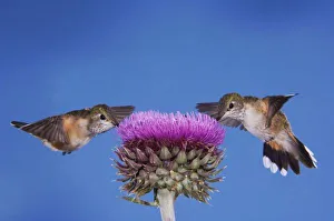 Broad-tailed Hummingbird, Selasphorus platycercus, females in flight feeding on Musk Thistle Broad-tailed Hummingbird, Selasphorus platycercus, females in flight feeding on Musk Thistle