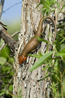 Broadhead Skink (Eumeces laticeps) Male The Orianne Indigo Snake Preserve Broadhead Skink (Eumeces laticeps) Male The Orianne Indigo Snake Preserve