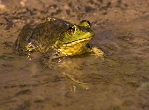 Bronze Frog, Rana clamitans clamitans, Welder Flats, Texas Bronze Frog, Rana clamitans clamitans, Welder Flats, Texas
