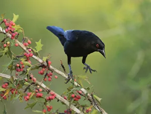 Bronzed Cowbird (Molothrus aeneus), adult landing on Agarita (Berberis trifoliolata Bronzed Cowbird (Molothrus aeneus), adult landing on Agarita (Berberis trifoliolata