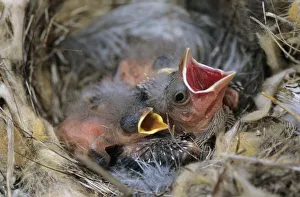 Bronzed Cowbird, Molothrus aeneus, young in nest of Bewicks Wren, Brood Parasit Bronzed Cowbird, Molothrus aeneus, young in nest of Bewicks Wren, Brood Parasit