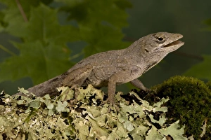 Brown Anole, Anolis sagrei, resting on moss. SE USA, Controlled Situation Brown Anole, Anolis sagrei, resting on moss. SE USA, Controlled Situation