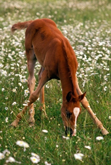 A brown Arabian foal eating grass amid white wildflowers A brown Arabian foal eating grass amid white wildflowers