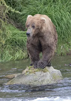 Usa north america alaska/brown bear catching salmon brooks river Usa north america alaska/brown bear catching salmon brooks river