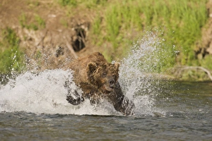 A brown bear dives after red salmon while fishing in the Brooks River in Katmai National A brown bear dives after red salmon while fishing in the Brooks River in Katmai National