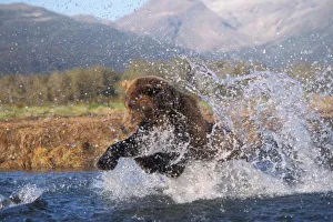 Brown bear, grizzly bear, catching pink salmon, Katmai National Park, Alaskan peninsula Brown bear, grizzly bear, catching pink salmon, Katmai National Park, Alaskan peninsula