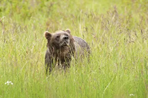 Brown bear, Katmai National Park, Alaska, USA Brown bear, Katmai National Park, Alaska, USA