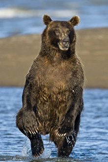 Brown Bear searching for salmon at Silver Salmon Creek, Lake Clark NP, Alaska Brown Bear searching for salmon at Silver Salmon Creek, Lake Clark NP, Alaska