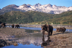 brown bear, Ursus arctos, grizzly bear, Ursus horribils, sows and cubs in a riverbed brown bear, Ursus arctos, grizzly bear, Ursus horribils, sows and cubs in a riverbed