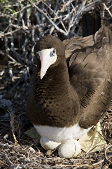 Brown Booby nesting with eggs, Cayman Brac, Cayman Islands, Caribbean Brown Booby nesting with eggs, Cayman Brac, Cayman Islands, Caribbean