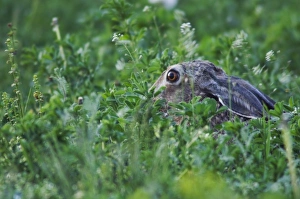 Brown Hare, Lepus europaeus, adult in meadow, National Park Lake Neusiedl, Burgenland Brown Hare, Lepus europaeus, adult in meadow, National Park Lake Neusiedl, Burgenland