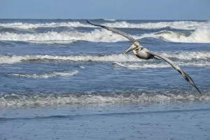Crashing Gallery: Brown Pelican flying, New Smyrna Beach, Florida, USA
