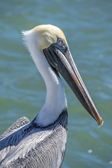 Brown Pelican, Intracoastal waterway, Florida, USA Brown Pelican, Intracoastal waterway, Florida, USA