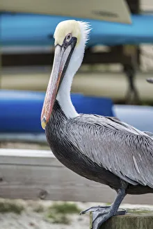 Brown pelican, New Smyrna Beach, Florida, USA Brown pelican, New Smyrna Beach, Florida, USA